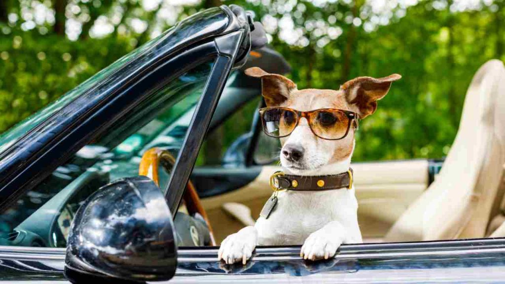 Animali in auto, compra questi accessori: la tua vita migliorerà tantissimo I Una comodità pazzesca